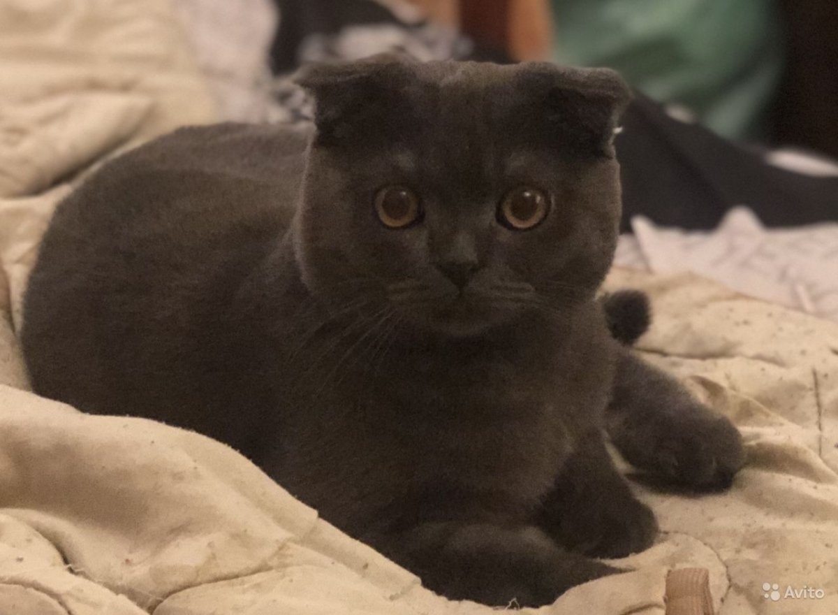 Британская вислоухая купить в Обнинске