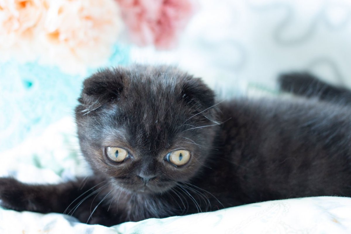 Черные Шотландские вислоухие котята