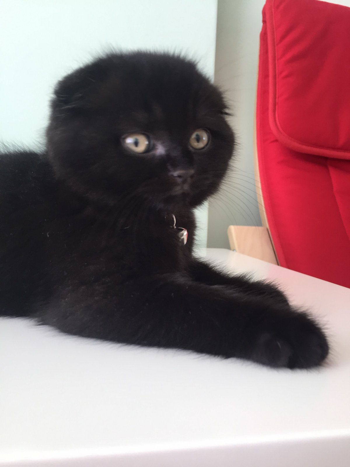 Черный вислоухий котенок