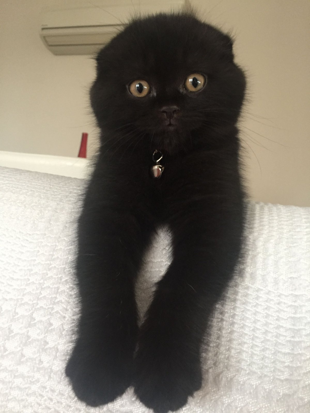 Черные Шотландские вислоухие котята