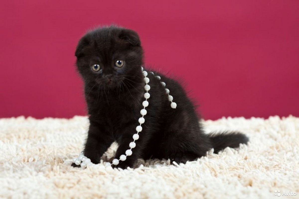 Шотландская вислоухая кошка черная