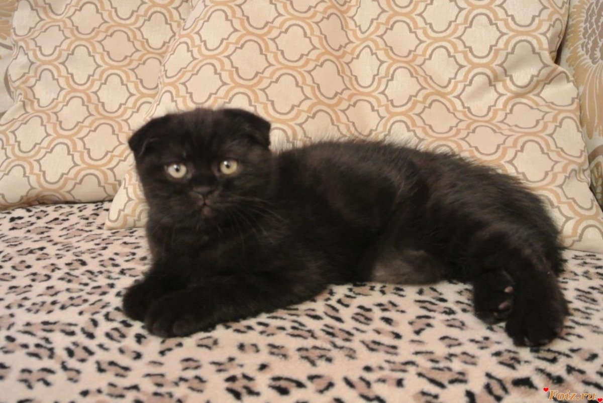Черные Шотландские вислоухие котята