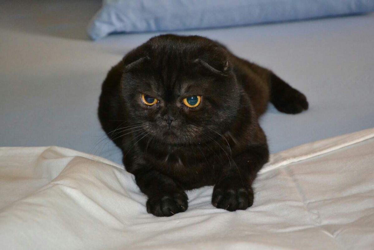 Кот шотландский вислоухий черный босс