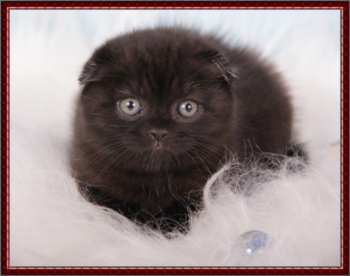 Шотландский вислоухий кот темный шоколад