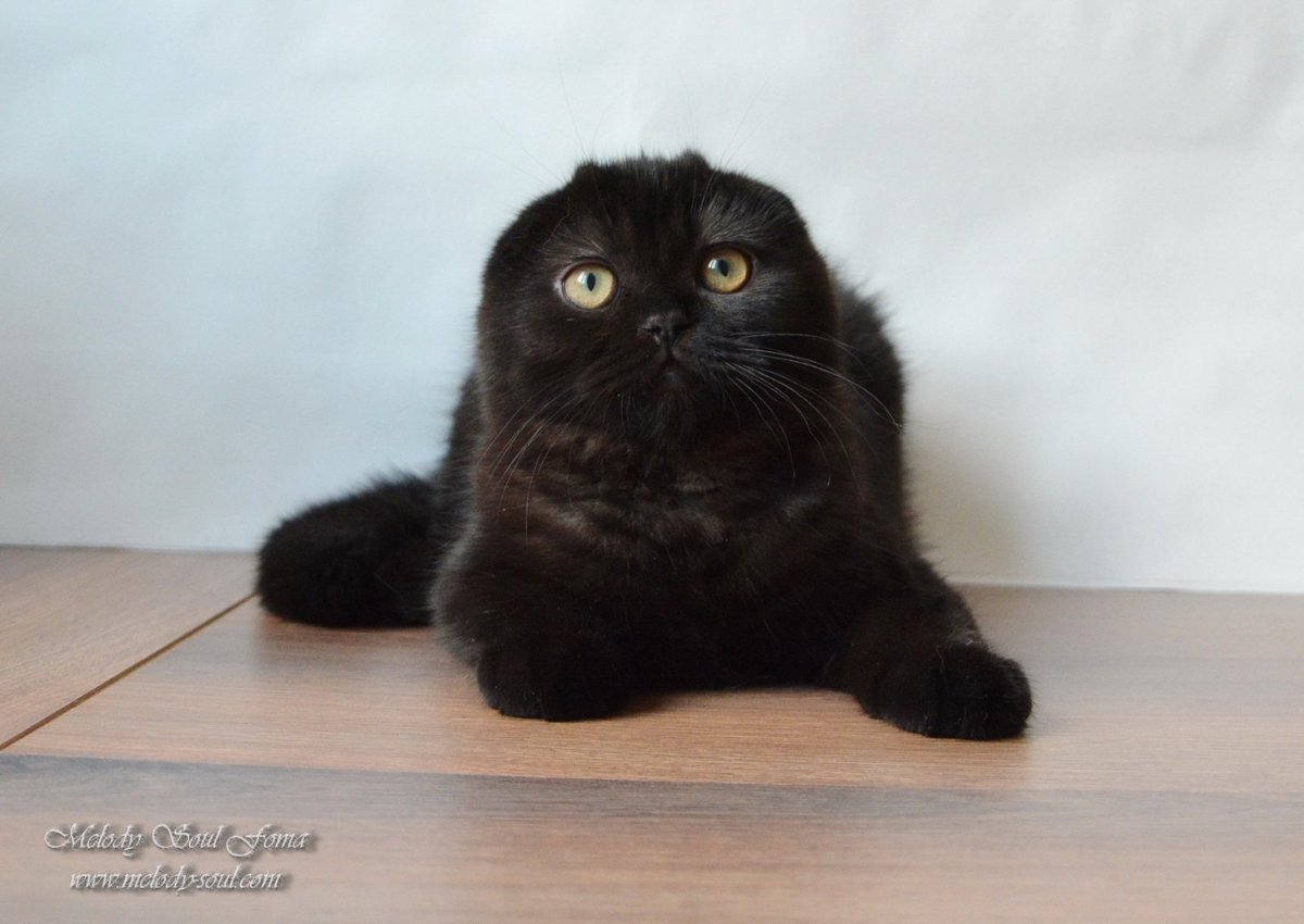 Скоттиш фолд черный