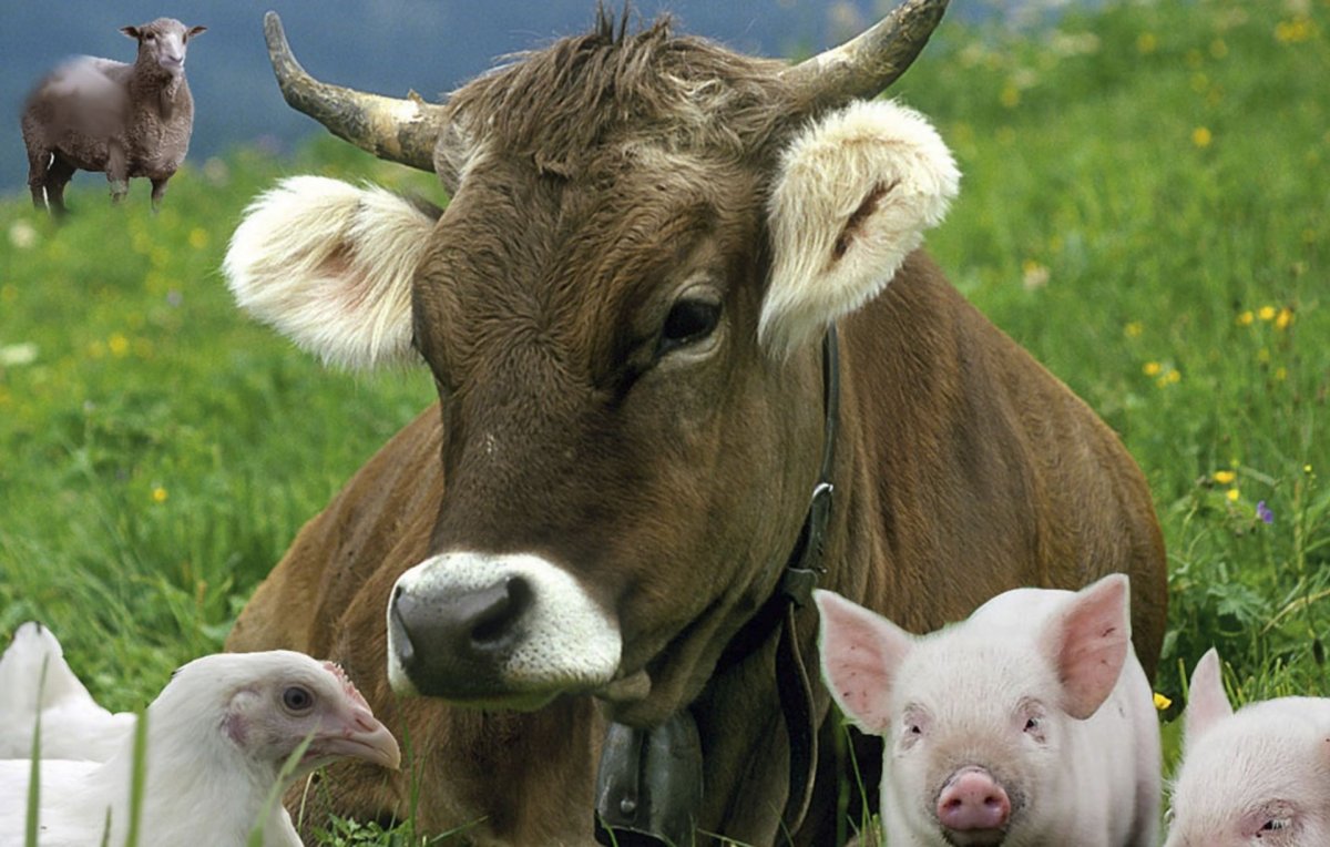 Сельское хозяйство животноводство