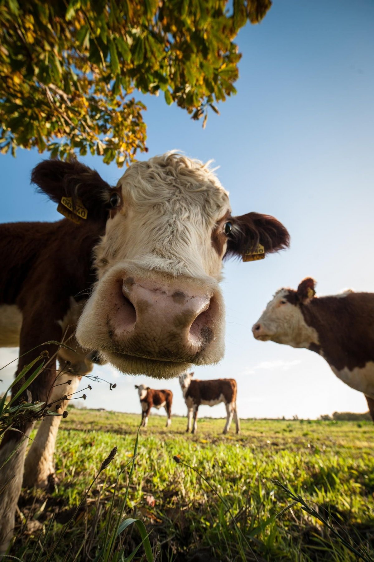 Сельскохозяйственные животные