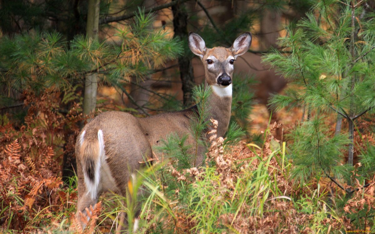 Таежная косуля