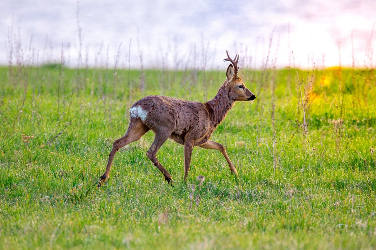 Сибирская косуля самец