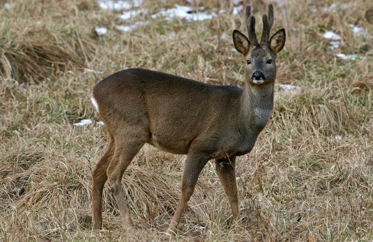 Европейская косуля