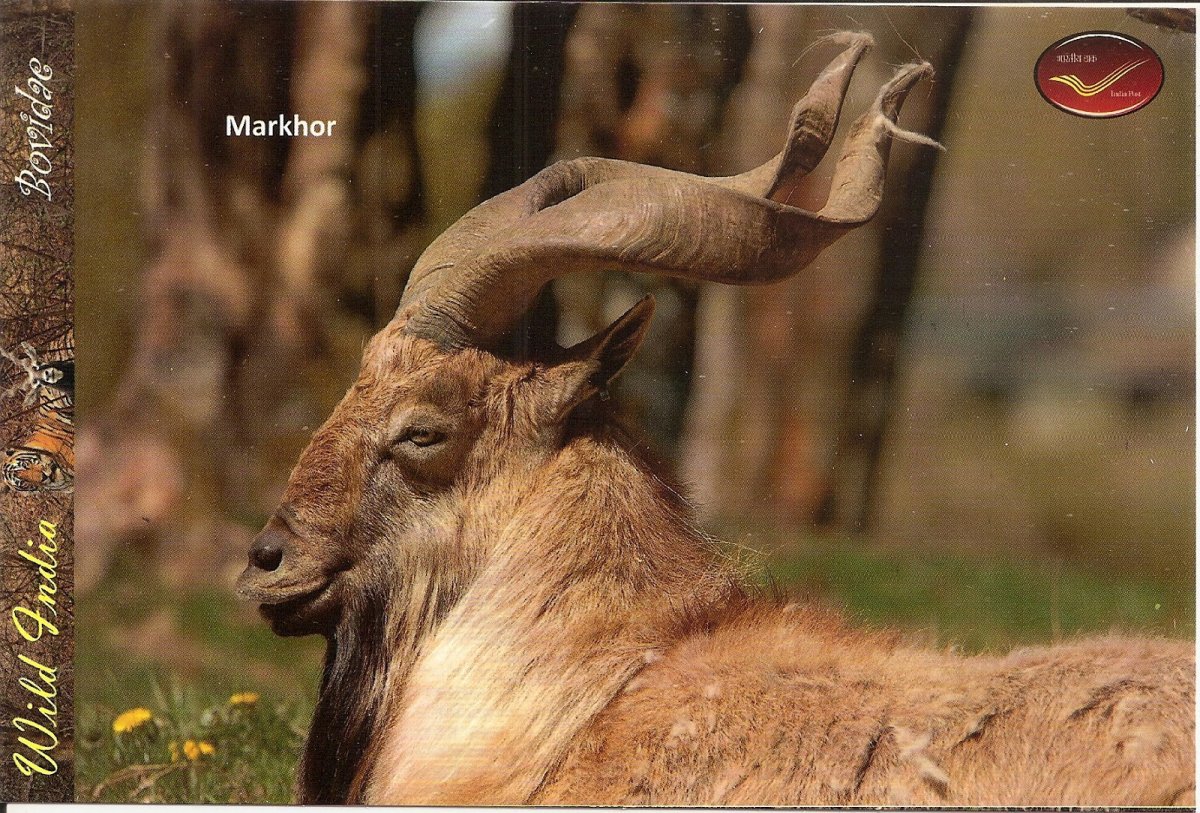 Сибирский Винторогий козёл