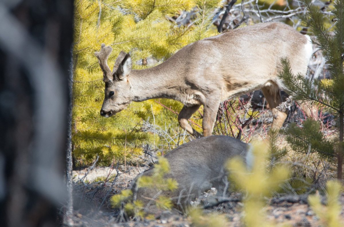 Тундра Сибирская косуля