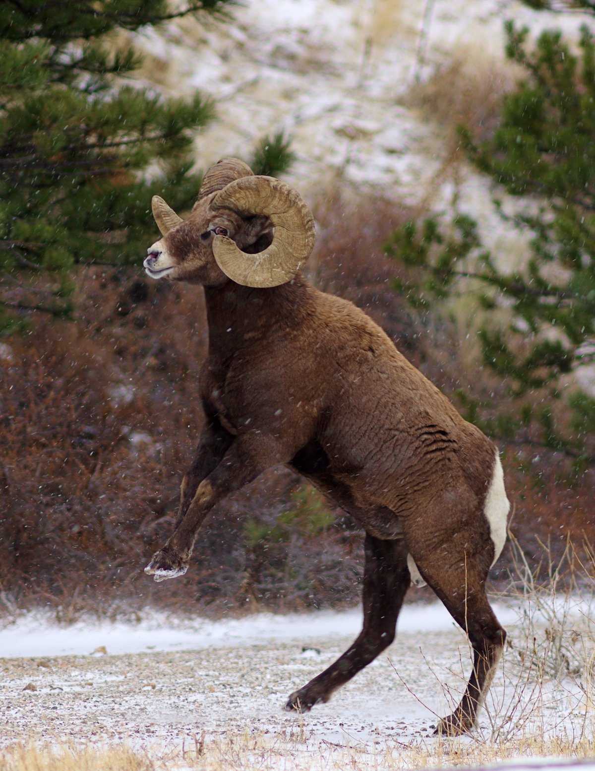 Аргали Алтайский горный баран