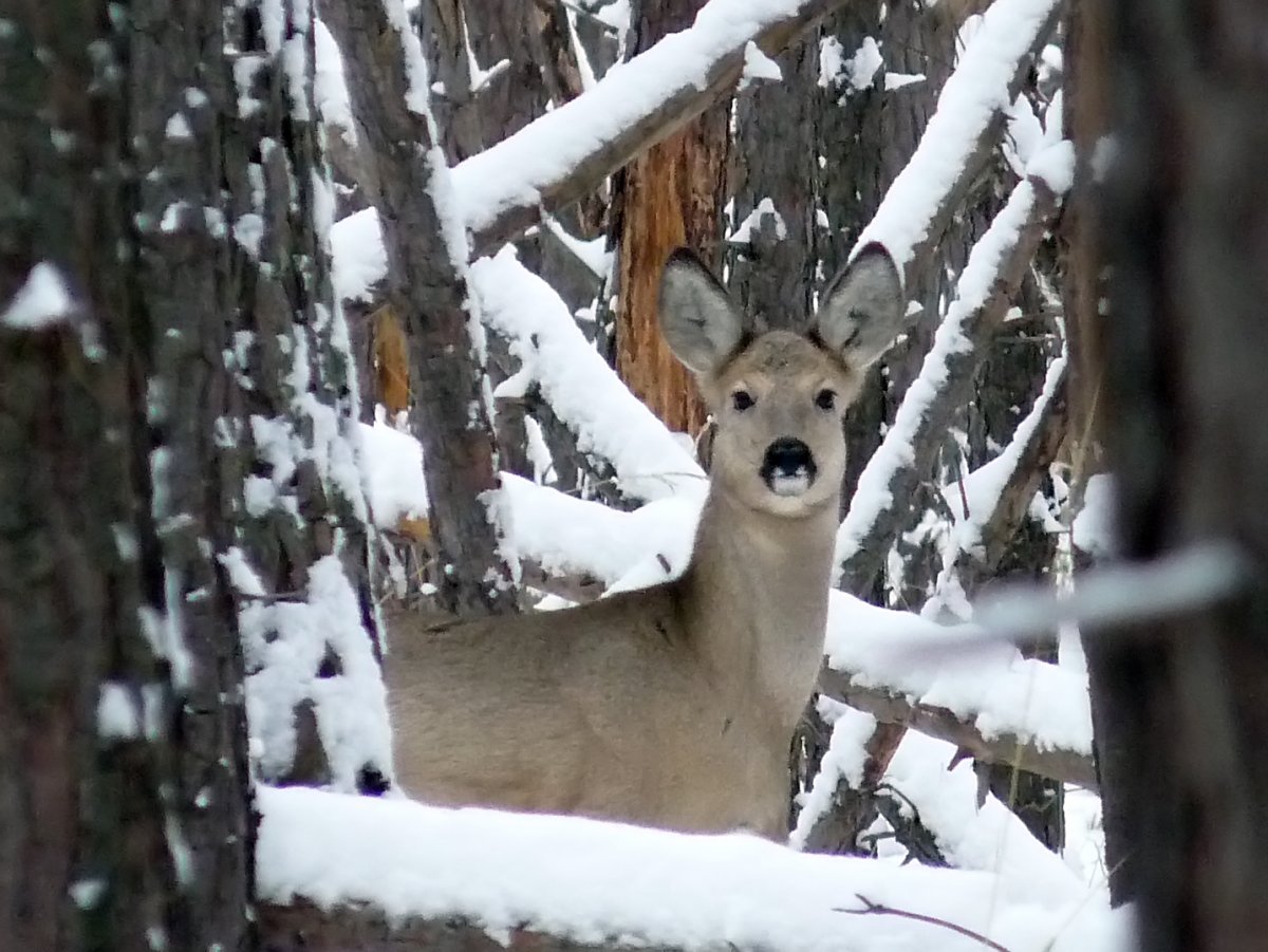 Сибирская косуля Байкальский заповедник