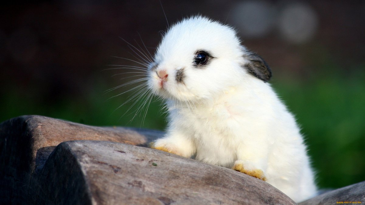 Милые зверьки