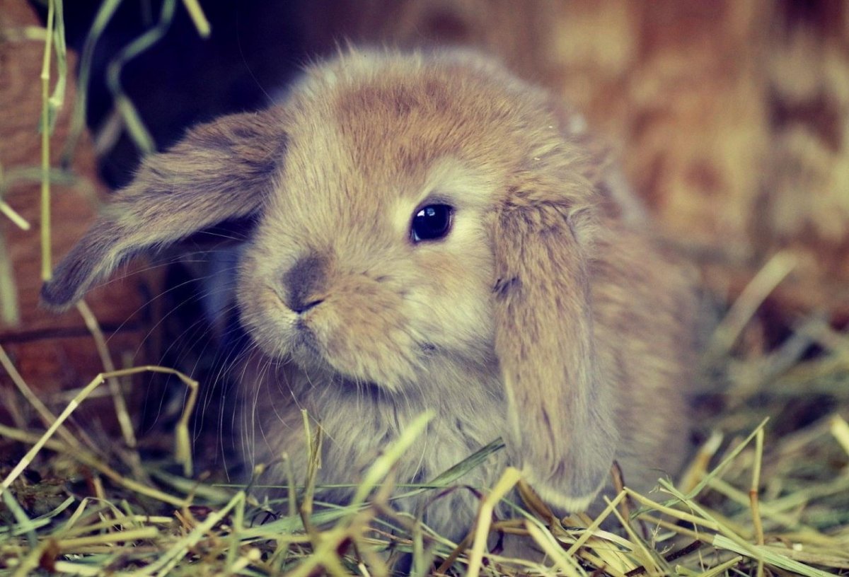 Милый зайчик