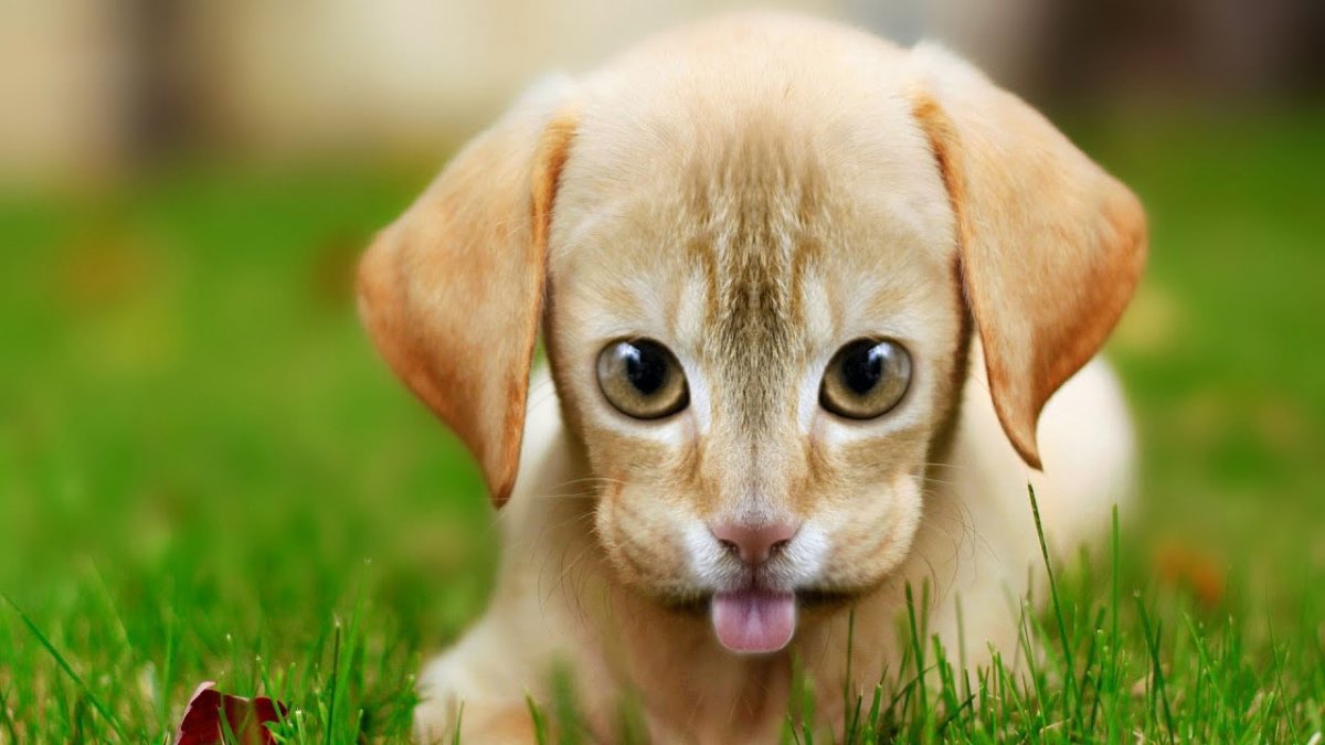 Милые животные