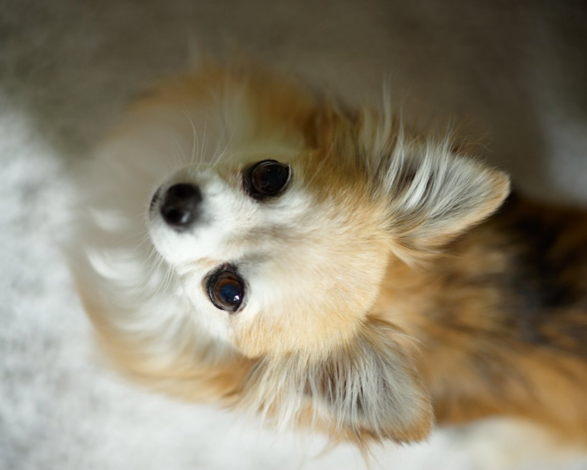 Самые милые животные собаки