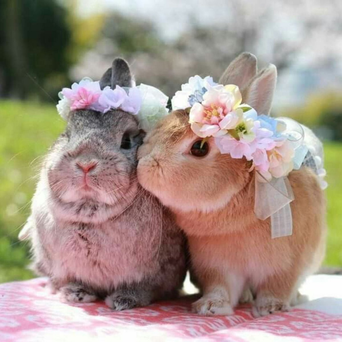 Милые зверята