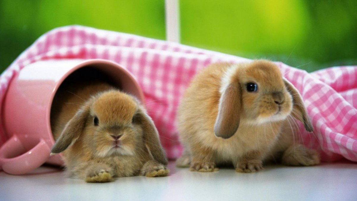 Милые животные Детеныши