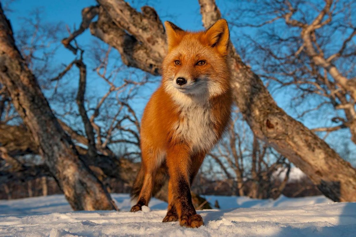 Животные Бурятии