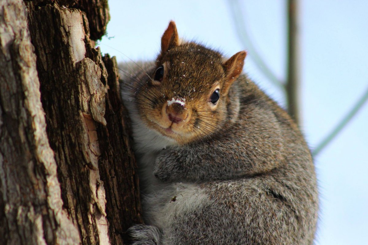 Жирные животные