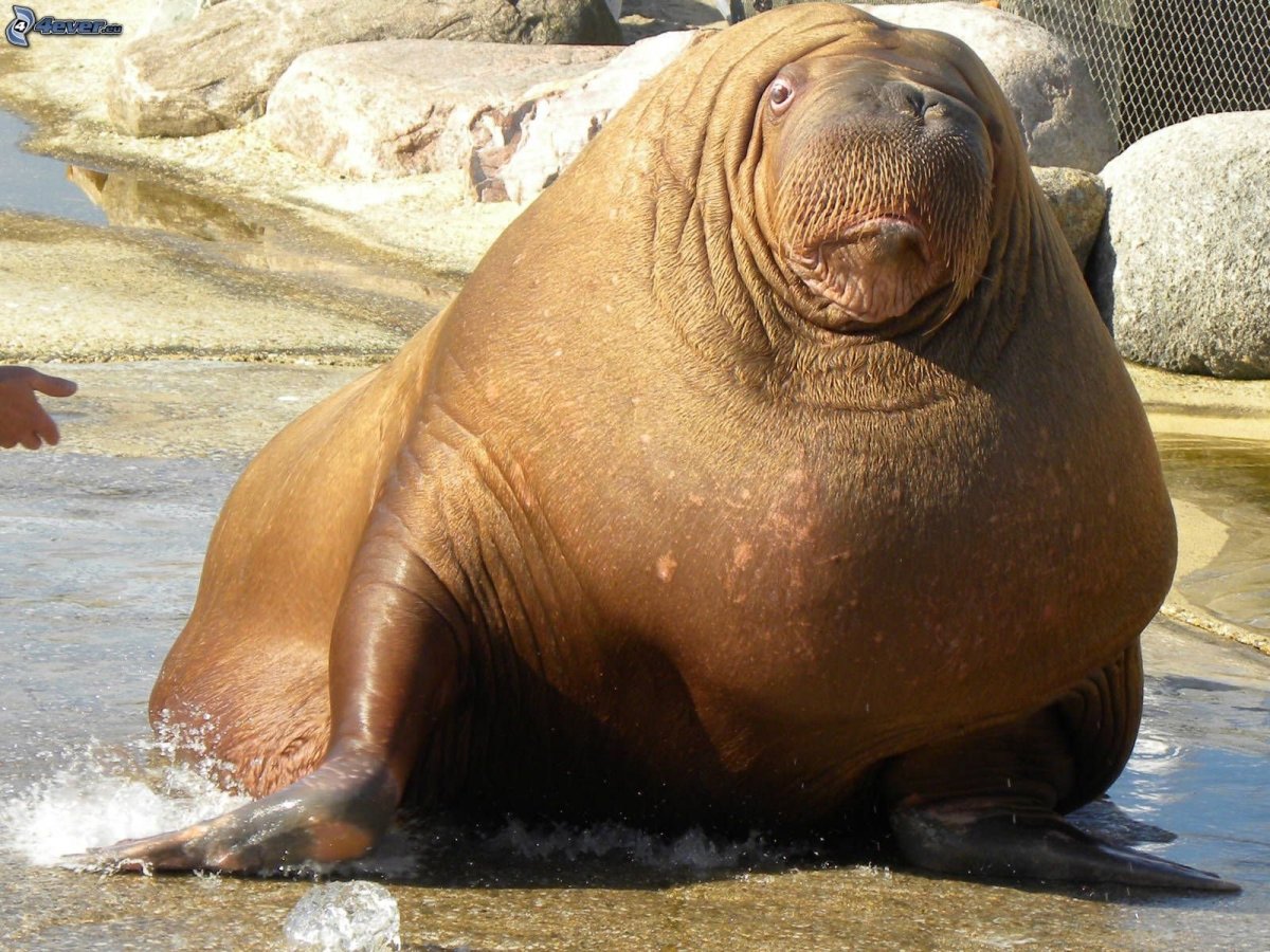 Морской морж