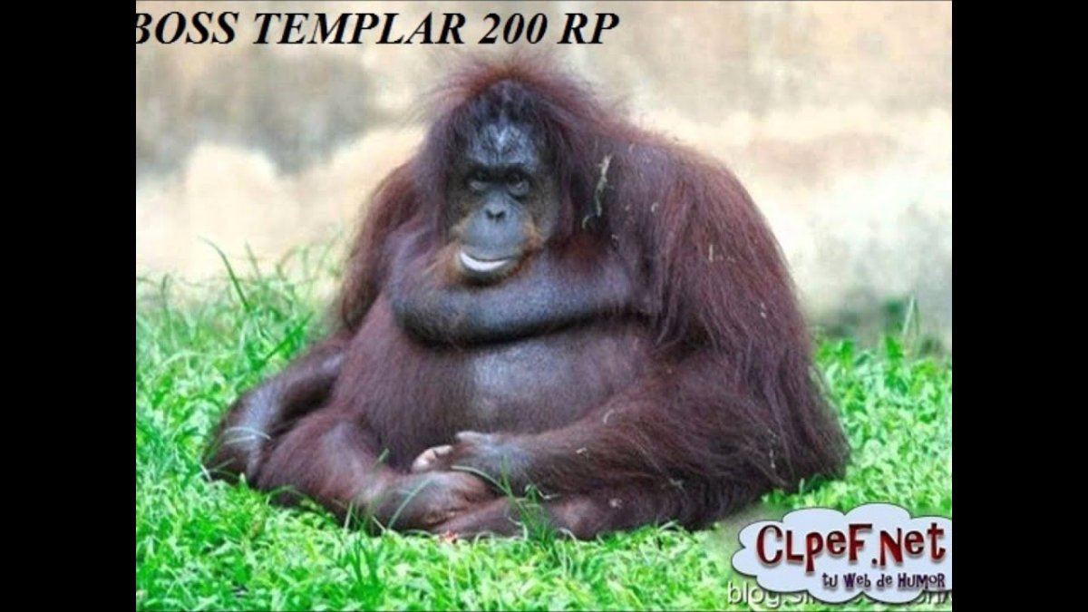 Самые жирные животные