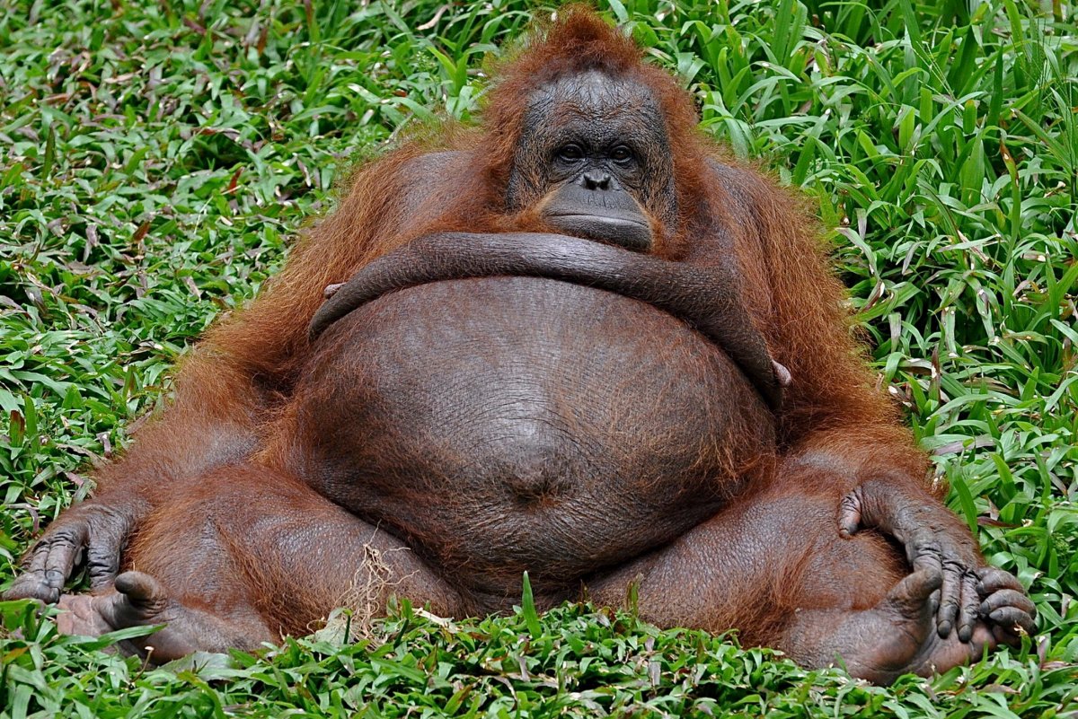 Толстые животные