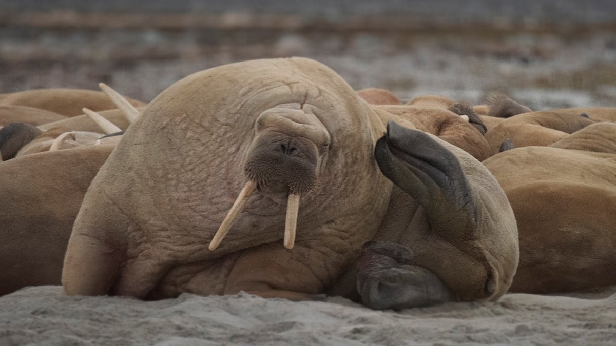 Жирные млекопитающие