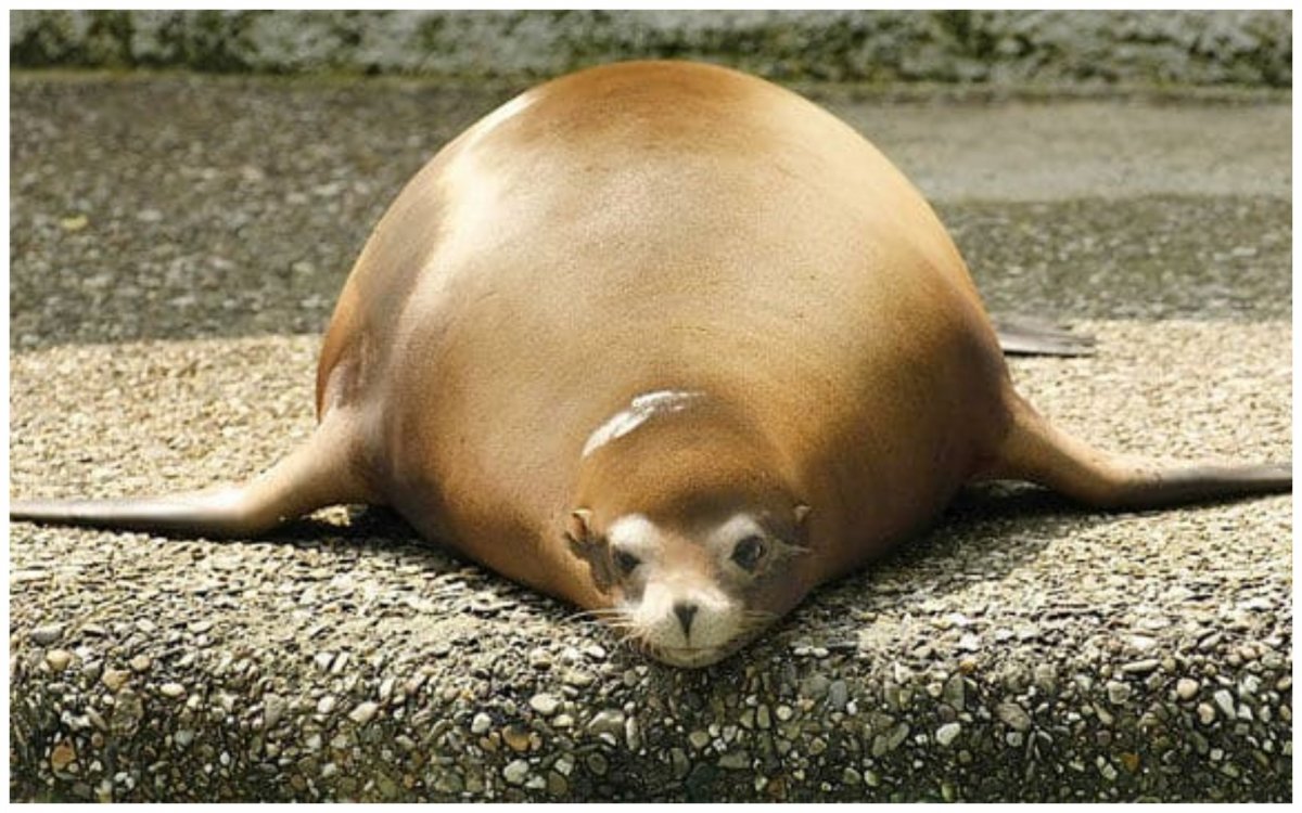 Толстые животные