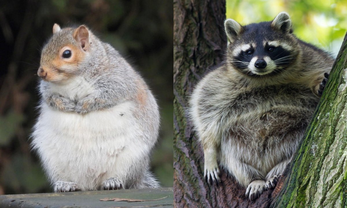 Толстые животные в дикой природе