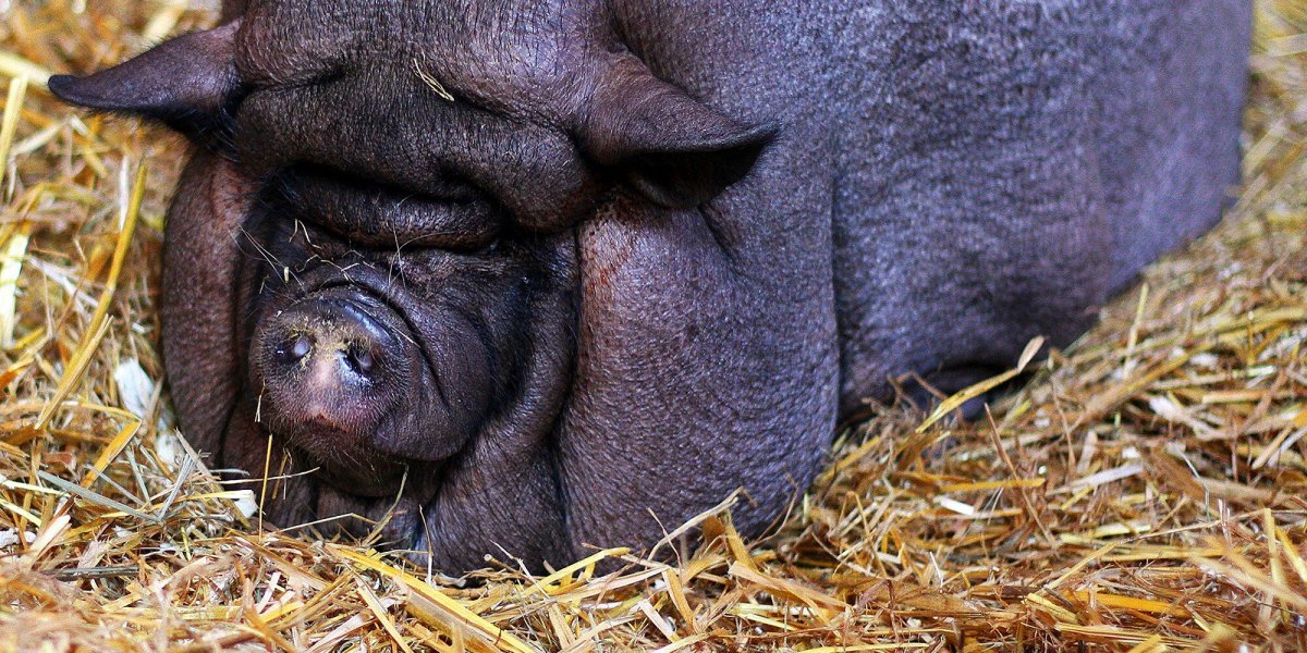 Жирное животное