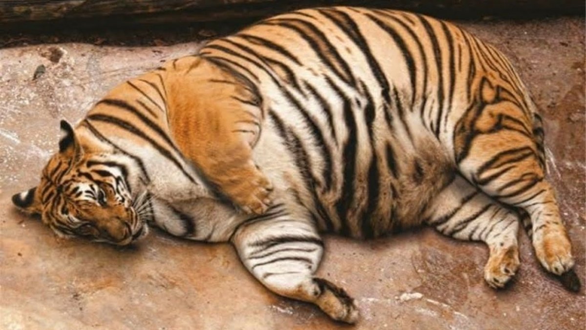 Толстый Амурский тигр