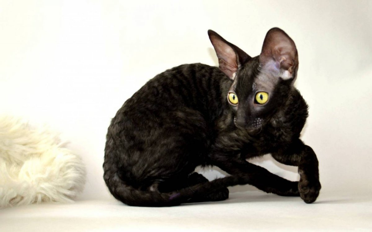 Корниш рекс черный