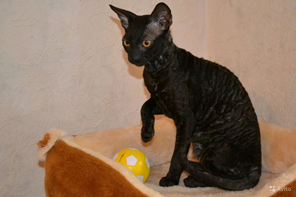 Корниш рекс черные гофролисты