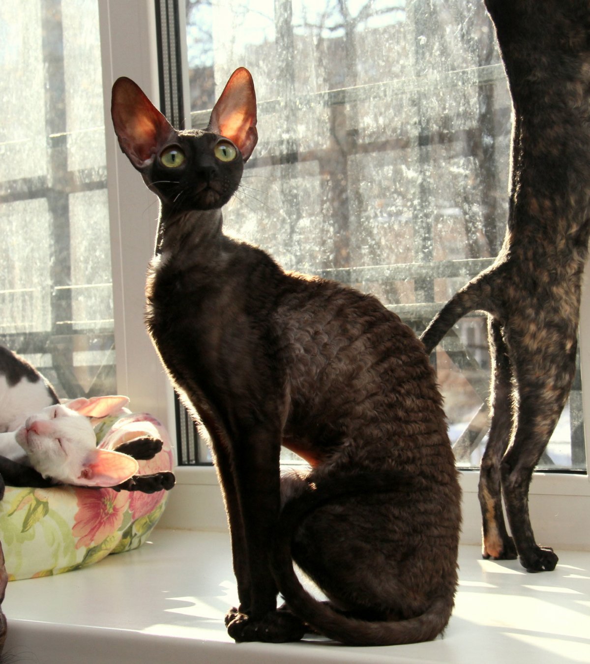 Королевский Корниш рекс