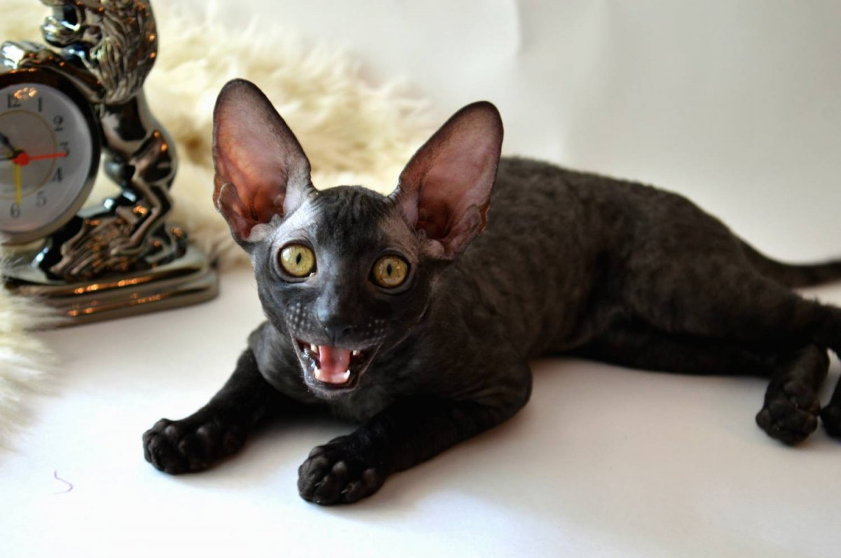 Корниш рекс черный котенок