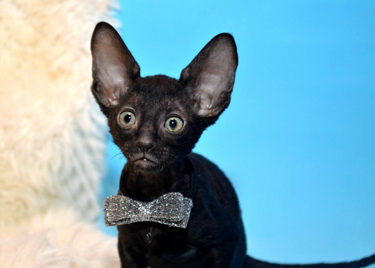 Сфинкс Корниш рекс