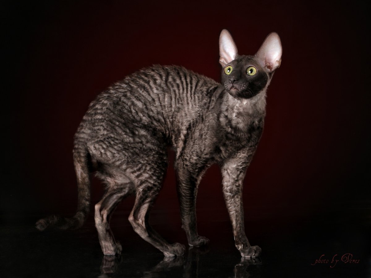 Корниш рекс котята долматинка