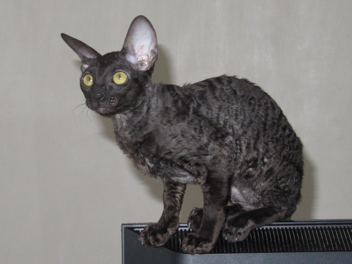 Корниш рекс котята