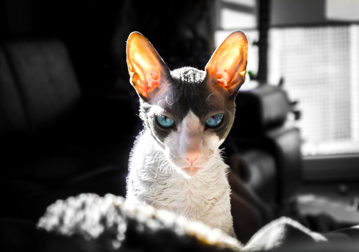 Корниш рекс черный