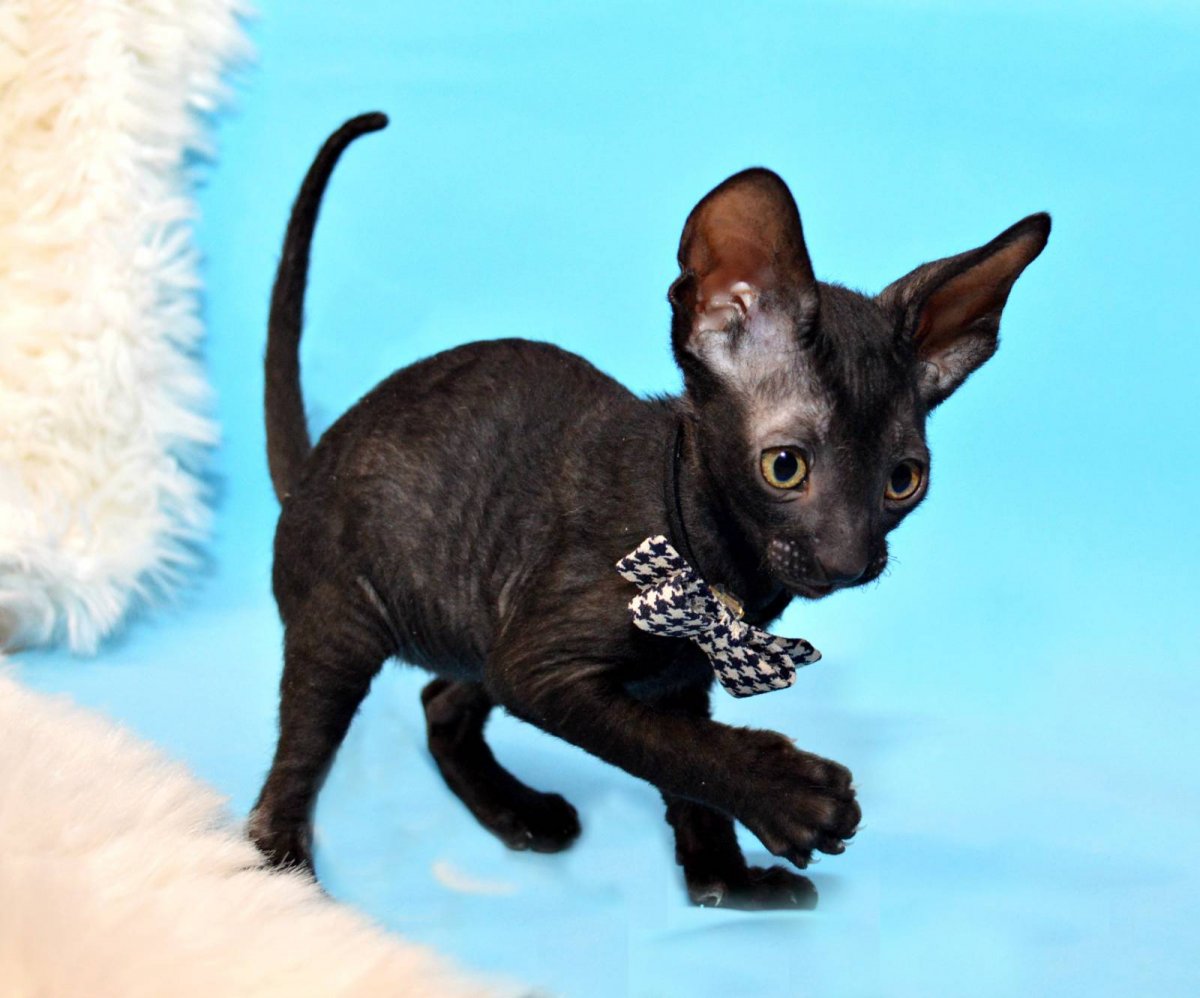 Коты с каракулевой шерстью