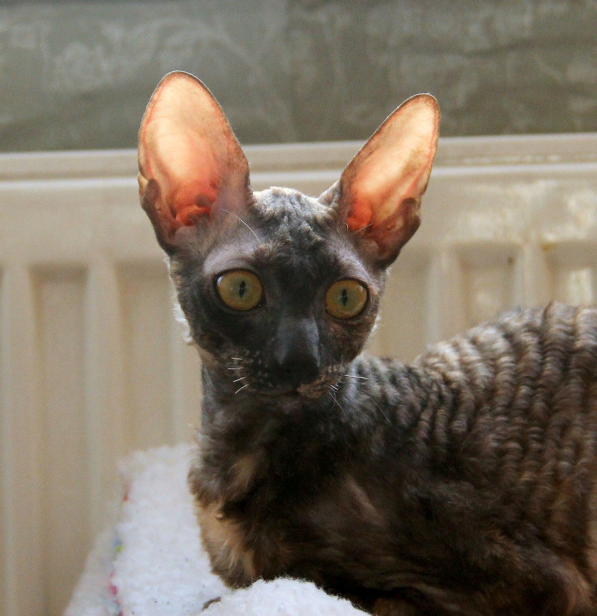 Черный кудрявый Корниш рекс