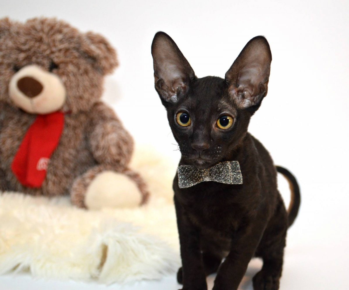 Корниш Девон рекс