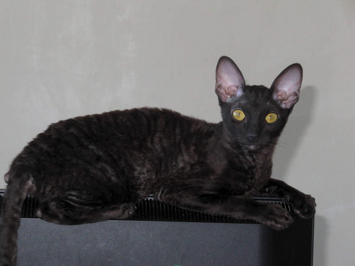 Корниш рекс черный котенок