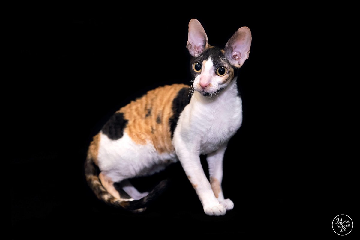 Корниш рекс грузин