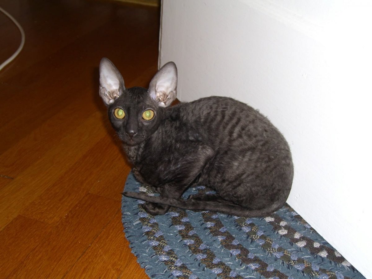 Корниш рекс черная сепия