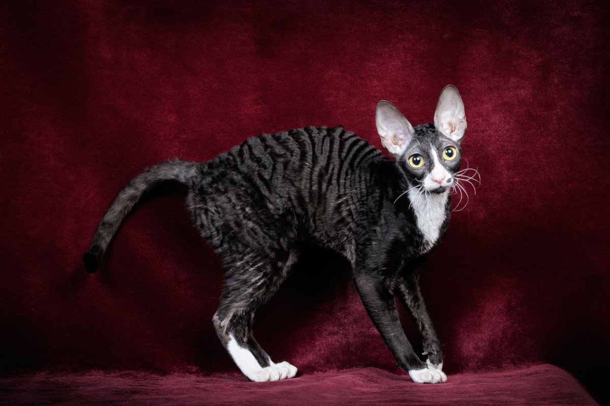 Корниш Девон сфинкс