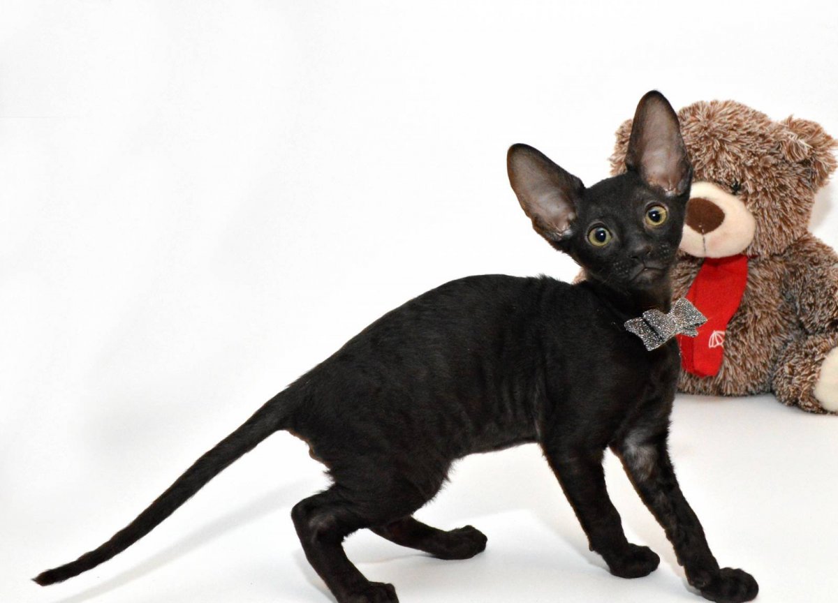 Корниш рекс черный